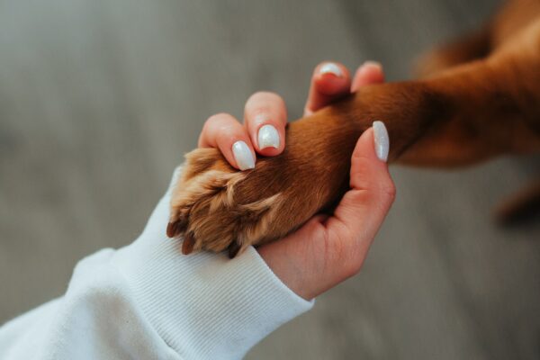 Person holding a dogs paw.